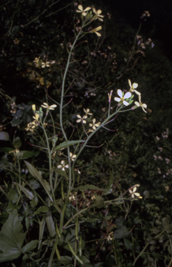 APII jpeg image of Raphanus raphanistrum  © contact APII