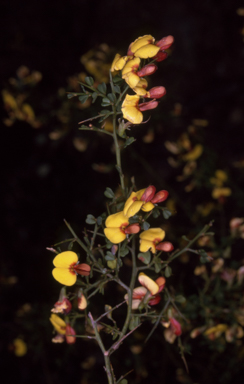 APII jpeg image of Bossiaea obcordata  © contact APII