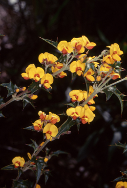 APII jpeg image of Podolobium ilicifolium  © contact APII