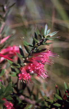 APII jpeg image of Styphelia tubiflora  © contact APII