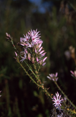 APII jpeg image of Sprengelia incarnata  © contact APII
