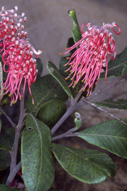 APII jpeg image of Grevillea macleayana  © contact APII