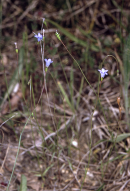 APII jpeg image of Wahlenbergia gracilis  © contact APII