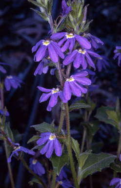 APII jpeg image of Scaevola aemula  © contact APII