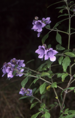 APII jpeg image of Prostanthera ovalifolia  © contact APII
