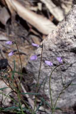 APII jpeg image of Hybanthus monopetalus  © contact APII