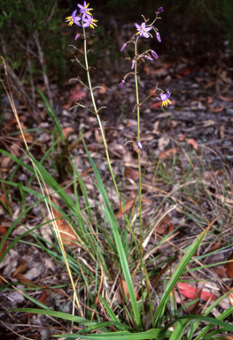 APII jpeg image of Dianella caerulea var. caerulea  © contact APII
