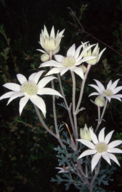 APII jpeg image of Actinotus helianthi  © contact APII