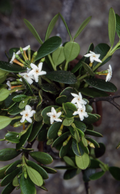 APII jpeg image of Alyxia buxifolia  © contact APII