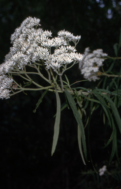 APII jpeg image of Cassinia trinerva  © contact APII