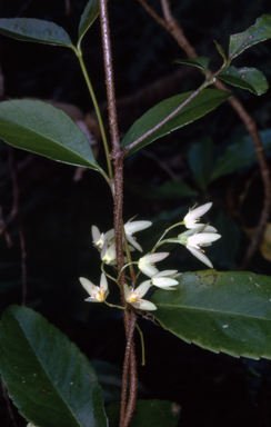 APII jpeg image of Aphanopetalum resinosum  © contact APII