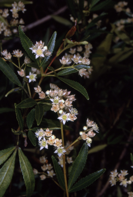 APII jpeg image of Ceratopetalum gummiferum  © contact APII