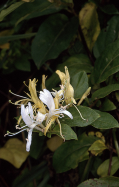 APII jpeg image of Lonicera japonica  © contact APII