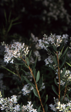 APII jpeg image of Leucopogon parviflorus  © contact APII