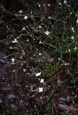 APII jpeg image of Mitrasacme polymorpha  © contact APII