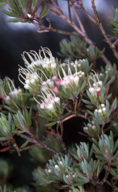 APII jpeg image of Darwinia camptostylis  © contact APII