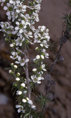 APII jpeg image of Leptospermum squarrosum  © contact APII