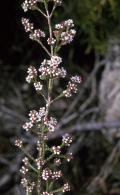 APII jpeg image of Micromyrtus ciliata  © contact APII