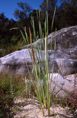APII jpeg image of Typha orientalis  © contact APII