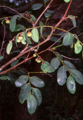APII jpeg image of Phyllanthus gunnii  © contact APII