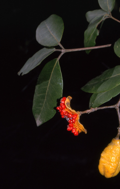 APII jpeg image of Pittosporum revolutum  © contact APII