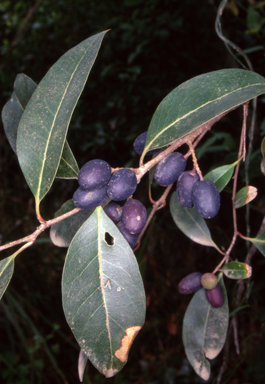 APII jpeg image of Notelaea venosa  © contact APII