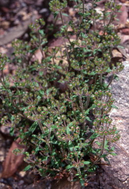 APII jpeg image of Pomax umbellata  © contact APII