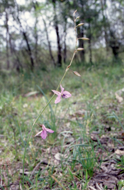 APII jpeg image of Arthropodium fimbriatum  © contact APII