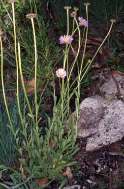 APII jpeg image of Brachyscome spathulata  © contact APII