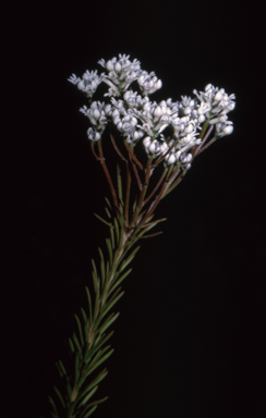 APII jpeg image of Conospermum taxifolium  © contact APII