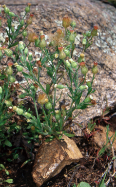 APII jpeg image of Erigeron sumatrensis  © contact APII