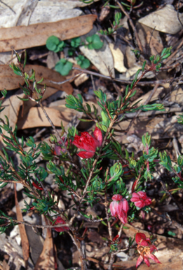 APII jpeg image of Darwinia taxifolia subsp. macrolaena  © contact APII