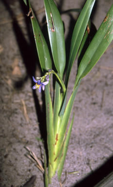 APII jpeg image of Dianella congesta  © contact APII