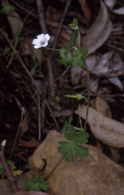 APII jpeg image of Geranium potentilloides var. potentilloides  © contact APII