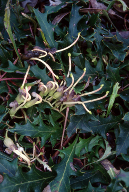 APII jpeg image of Grevillea renwickiana  © contact APII