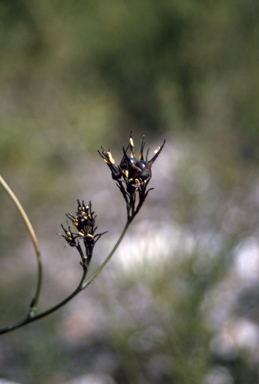 APII jpeg image of Haemodorum corymbosum  © contact APII