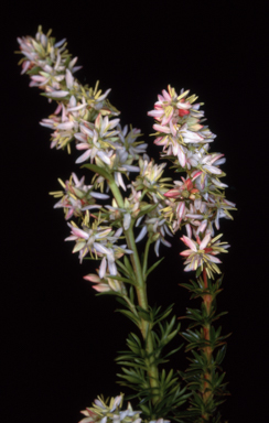 APII jpeg image of Haloragodendron monospermum  © contact APII