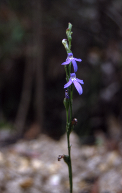 APII jpeg image of Lobelia gibbosa  © contact APII