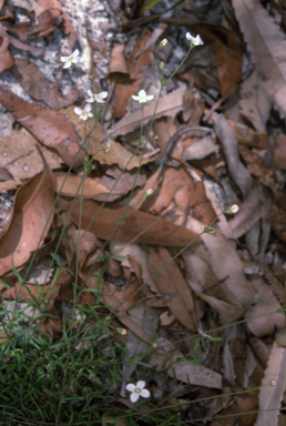 APII jpeg image of Mitrasacme polymorpha  © contact APII