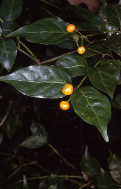 APII jpeg image of Gynochthodes jasminoides  © contact APII