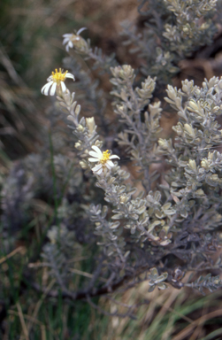 APII jpeg image of Olearia brevipedunculata  © contact APII