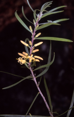 APII jpeg image of Persoonia linearis  © contact APII