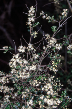 APII jpeg image of Pomaderris elachophylla  © contact APII