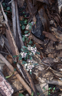 APII jpeg image of Poranthera microphylla  © contact APII