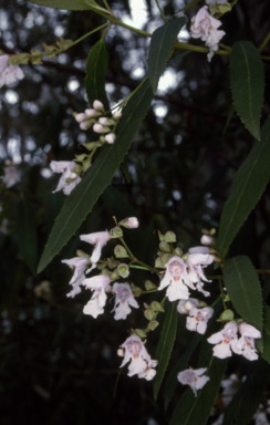 APII jpeg image of Prostanthera lasianthos  © contact APII