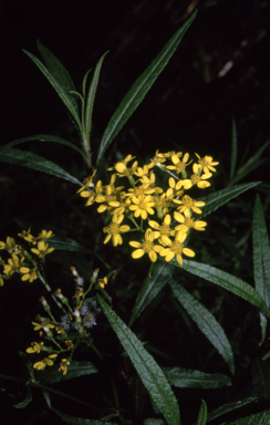 APII jpeg image of Senecio linearifolius  © contact APII