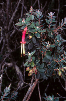 APII jpeg image of Styphelia psiloclada  © contact APII