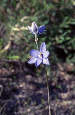 APII jpeg image of Thelymitra ixioides  © contact APII