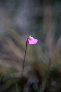 APII jpeg image of Utricularia uniflora  © contact APII