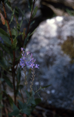 APII jpeg image of Veronica perfoliata  © contact APII